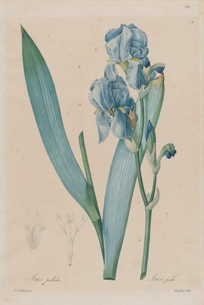 Dalmatian Iris (Iris pallida), plate 366, vol. 7 of Pierre-Joseph Redouté, Les Liliacées, Paris by Pierre Joseph Redouté